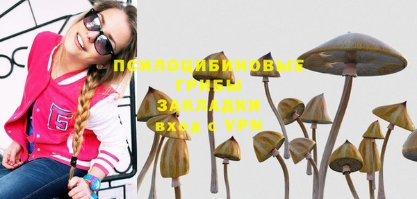 прущие грибы Дмитриев